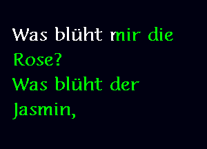 Was bluht mir die
Rose?

Was bluht der
Jasmin,