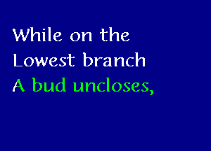 While on the
Lowest branch

A bud uncloses,