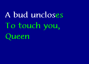 A bud uncloses
To touch you,

Queen