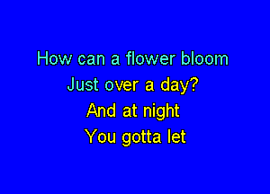 How can a flower bloom
Just over a day?

And at night
You gotta let