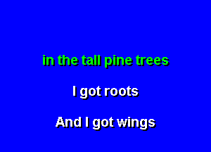 in the tall pine trees

I got roots

And I got wings