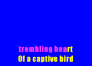 trembling heart
m a cantiue him
