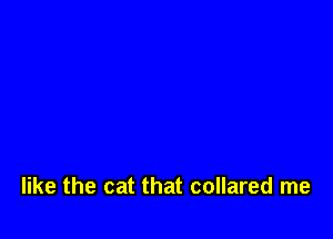 like the cat that collared me