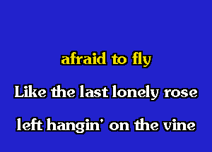 afraid to fly
Like the last lonely rose

left hangin' on the vine