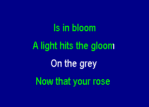 Is in bloom
A light hits the gloom

0n the grey

Now that your rose