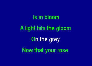 Is in bloom
A light hits the gloom

0n the grey

Now that your rose