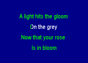 A light hits the gloom
0n the grey

Now that your rose

Is in bloom