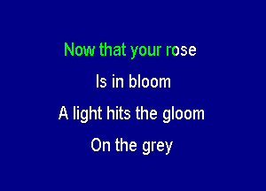 Now that your rose

Is in bloom

A light hits the gloom
0n the grey