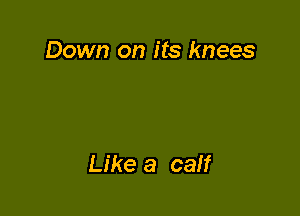 Down on its knees

Like a caIf