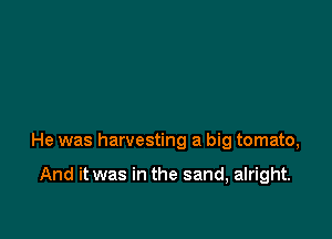 He was harvesting a big tomato,

And it was in the sand, alright.