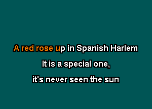 A red rose up in Spanish Harlem

It is a special one,

it's never seen the sun