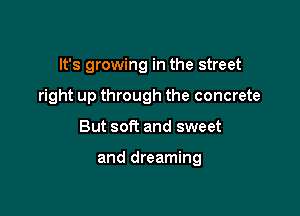 It's growing in the street
right up through the concrete

But soft and sweet

and dreaming
