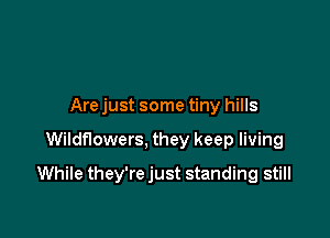 Are just some tiny hills

Wildflowers, they keep living
While they're just standing still