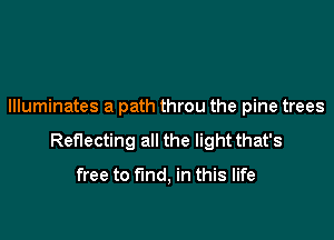 Illuminates a path throu the pine trees

Reflecting all the light that's

free to find, in this life