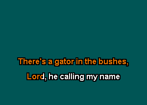 There's a gator in the bushes,

Lord, he calling my name