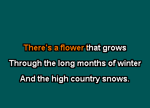 There's a f10wer that grows

Through the long months ofwinter

And the high country snows.