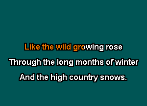 Like the wild growing rose

Through the long months ofwinter

And the high country snows.
