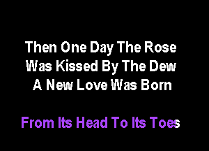 Then One Day The Rose
Was Kissed By The Dew

A New Love Was Born

From Its Head To Its Toes