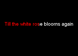 Till the white rose blooms again