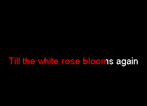 Till the white rose blooms again