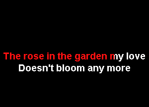 The rose in the garden my love
Doesn't bloom any more