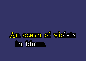 An ocean of violets
in bloom