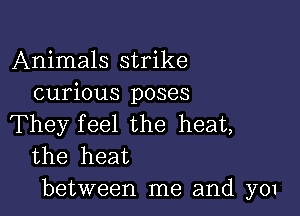 Animals strike
curious poses

They feel the heat,
the heat
between me and y01