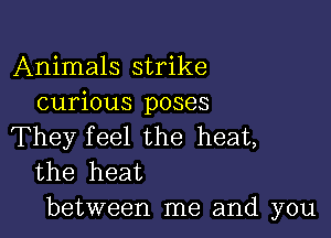 Animals strike
curious poses

They feel the heat,
the heat
between me and you