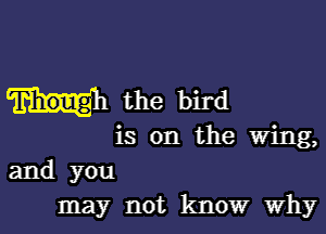 the bird

is on the wing,
and you
may not know why