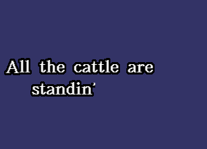 All the cattle are

standjn