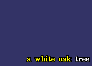 a White oak tree