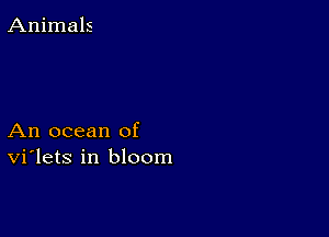 An ocean of
vi'lets in bloom