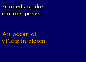 Animals strike
curious poses

An ocean of
vi'lets in bloom