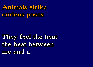 Animals strike
curious poses

They feel the heat
the heat between
me and u