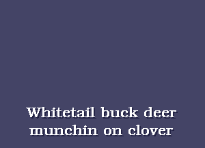Whitetail buck deer
munchjn on clover