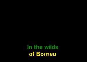 In the wilds
of Borneo