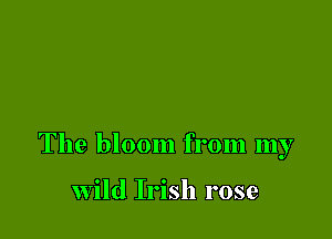 The bloom from my

Wild Irish rose