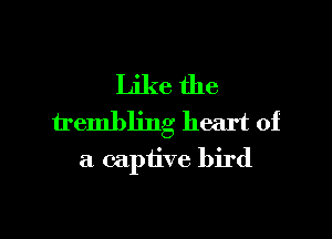 Like the

trembling heart of
a captive bird