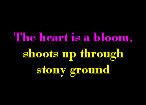 The heart is a bloom,
shoots up through
stony ground
