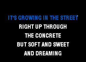 IT'S GROWING IN THE STREET
RIGHT UP THROUGH
THE CONCRETE
BUT SOFT AND SWEET
AND DREAMIHG
