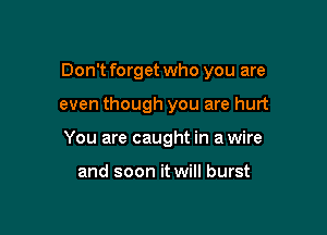 Don't forget who you are

even though you are hurt
You are caught in a wire

and soon it will burst