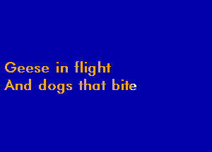 Geese in flig hf

And dogs that bite