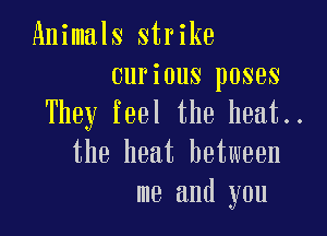 Animals strike
curious poses
They feel the heat..

the heat between
me and you