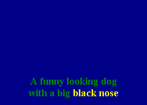 A funny looking dog
with a big black nose