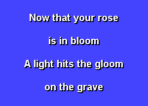Now that your rose

is in bloom

A light hits the gloom

on the grave