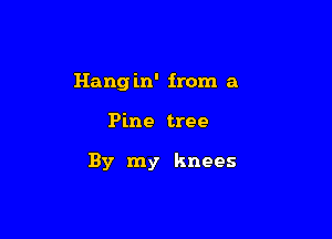 Hang in' from a

Pine tree

By my knees