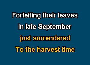 Forfeiting their leaves

in late September

just surrendered

To the harvest time