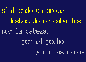 sintiendo un brote
desbocado de caballos
por la cabeza,

por el pecho
y en las manos