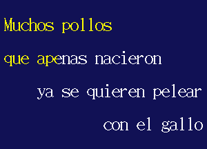 Muchos pollos

que apenas nacieron

ya 86 quieren pelear

con el gallo